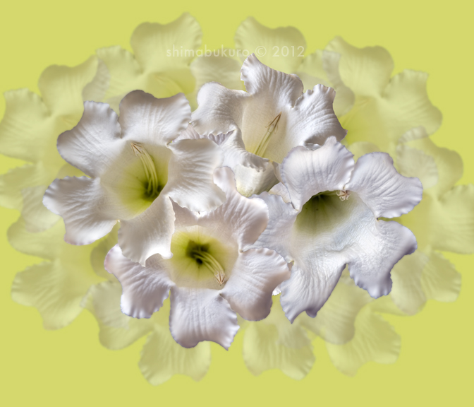 Beaumontia grandiflora 'Easter Lily Vine'