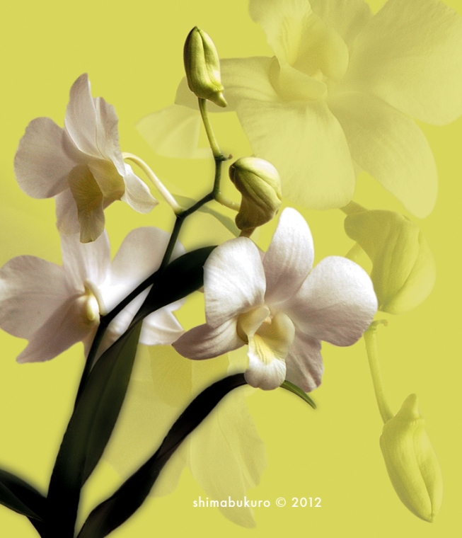Orchid 'Alba'